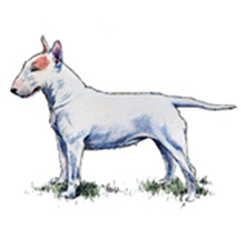 Bull Terrier - Click Image to Close